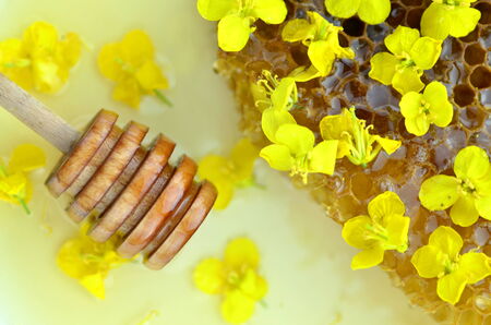 delicious honey, honeycomb, delicate rapeseed flowers and honey dipperの写真素材