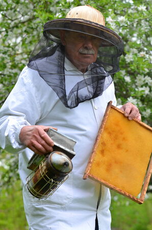 senior beekeeper making inspection in apiary in the springtimeの写真素材