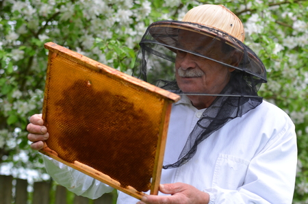 senior beekeeper making inspection in apiary in the springtimeの写真素材