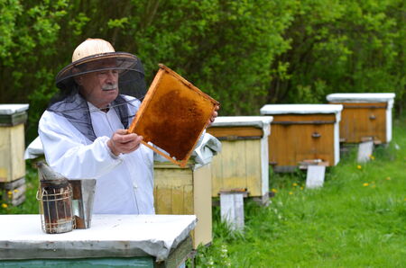 senior beekeeper making inspection in apiary in the springtimeの写真素材
