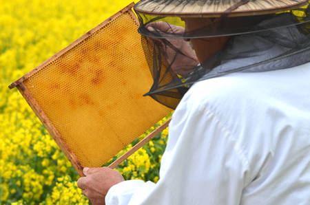 experienced senior apiarist working in the blooming rapeseed fieldの写真素材