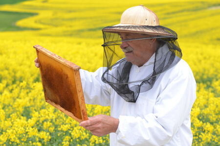 experienced senior apiarist working in the blooming rapeseed fieldの写真素材