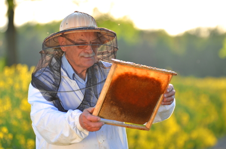 experienced senior apiarist working in the blooming rapeseed fieldの写真素材