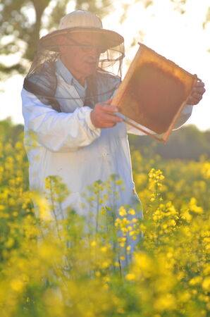 experienced senior apiarist working in the blooming rapeseed fieldの写真素材