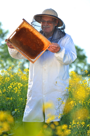 experienced senior apiarist working in the blooming rapeseed fieldの写真素材