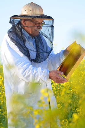 experienced senior apiarist working in the blooming rapeseed fieldの写真素材
