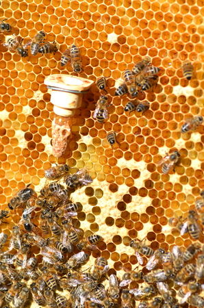 queen bees cell and plenty of bees on honeycombの写真素材