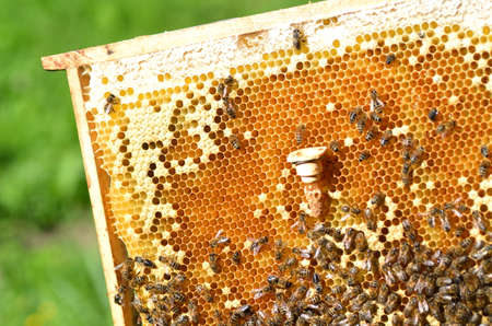queen bees cell and plenty of bees on honeycombの写真素材
