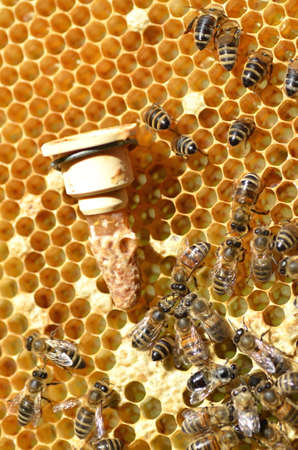 queen bees cell and plenty of bees on honeycombの写真素材
