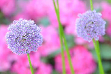 gorgeous inflorescence of garlic against pink rhododendron flowersの写真素材