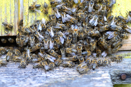 A swarm  of bees at the entrance of beehive in apiary in the summertime