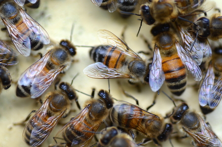 A swarm  of bees at the entrance of beehive in apiary in the summertimeの写真素材