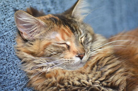 sweet young maine coon cat while sleepingの写真素材