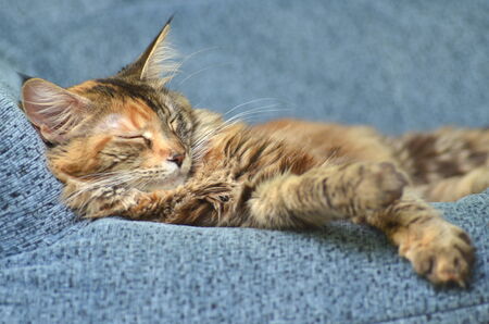 sweet young maine coon cat while sleepingの写真素材