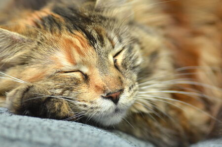 sweet young maine coon cat while sleepingの写真素材