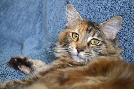 portrait of beautiful young maine coon catの写真素材