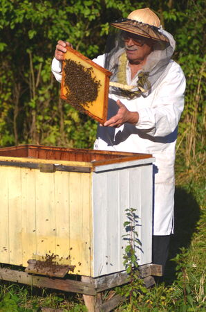 Experienced senior beekeeper making inspection in apiary after summer seasonの写真素材