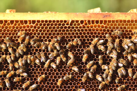 hardworking bees on honeycomb in apiaryの写真素材