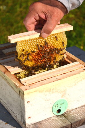 bees on small wedding honeycomb held by apiaristの写真素材