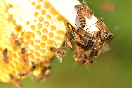 hardworking bees on honeycomb in apiary