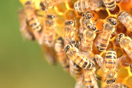 hardworking bees on honeycomb in apiary