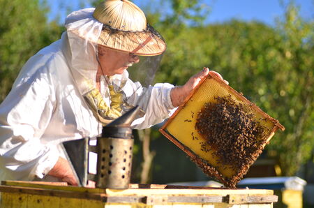 Experienced senior beekeeper making inspection in apiary after summer seasonの写真素材