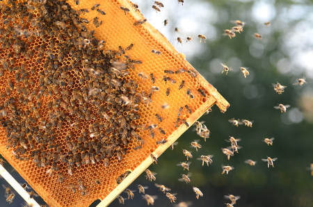 hardworking bees on honeycomb in apiaryの写真素材