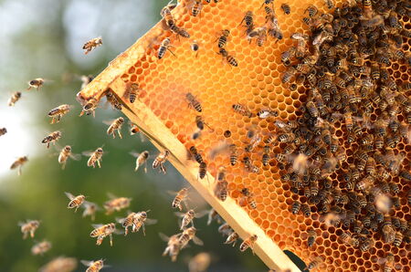 hardworking bees on honeycomb in apiaryの写真素材