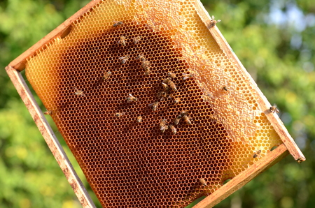 hardworking bees on honeycomb in apiaryの写真素材