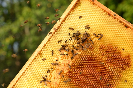 hardworking bees on honeycomb in apiaryの写真素材