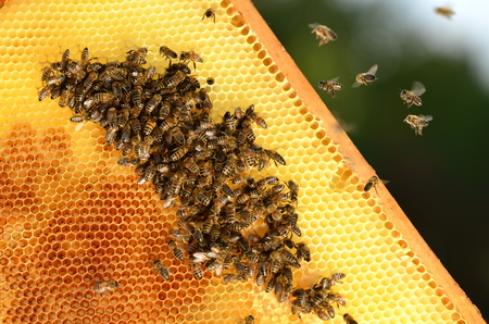 hardworking bees on honeycomb in apiaryの写真素材