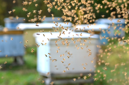swarm of bees in apiaryの写真素材