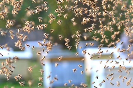 swarm of bees in apiaryの写真素材