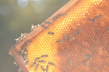 hardworking bees on honeycomb in apiary