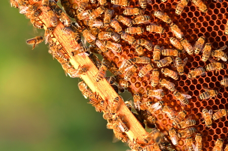 hardworking bees on honeycomb in apiaryの写真素材