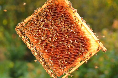 hardworking bees on honeycomb in apiary