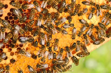hardworking bees on honeycomb in the springtime