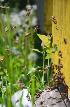 Busy bees returning with honey and pollen in apiary in the springtime