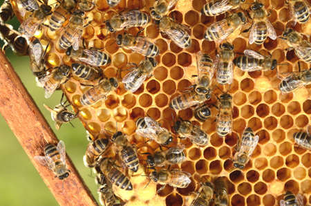 bees on honeycomb in the springtime
