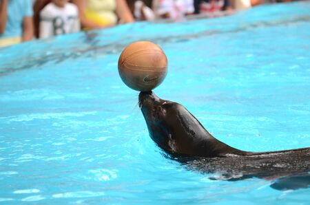 Sea lions show in Loro Parque in Puerto de la Cruz on Tenerife, Spainのeditorial素材