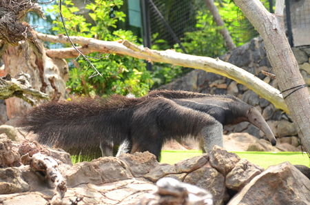 Giant anteater in Loro Parque in Puerto de la Cruz on Tenerife, Canary Islands, Spainの写真素材