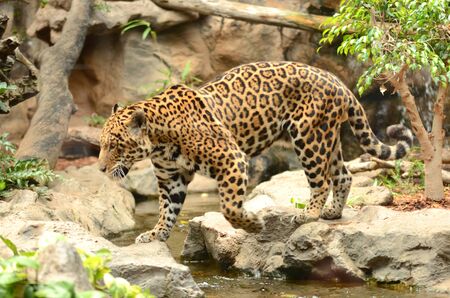 American leopard in Loro Parque in Puerto de la Cruz on Tenerife, Canary Islands, Spainの写真素材