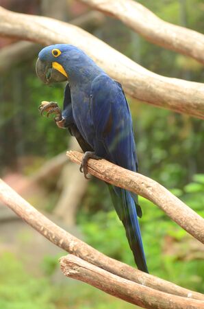 Beautiful blue parrot in Loro Parque in Puerto de la Cruz on Tenerife, Canary Islands, Spainの写真素材