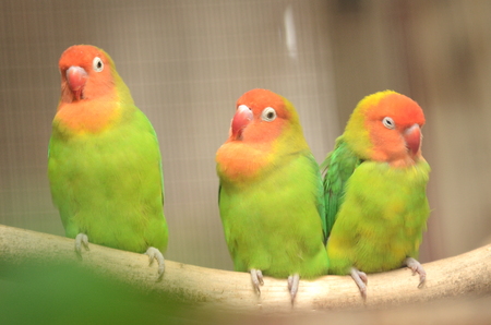 Beautiful colorful parrots in Loro Parque in Puerto de la Cruz on Tenerife, Canary Islands, Spainの写真素材
