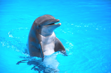 Smiling dolphin in the Loro Parque in Puerto de la Cruz on Tenerife, Canary Islands, Spainの写真素材