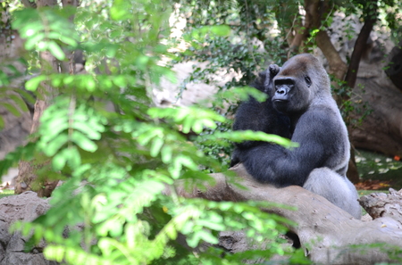 Gorilla in Loro Parque in Puerto de la Cruz on Tenerife, Canary Islands, Spain