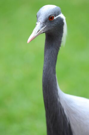 Blue crane in Loro Parque in Puerto de la Cruz on Tenerife, Canary Islands, Spainの写真素材