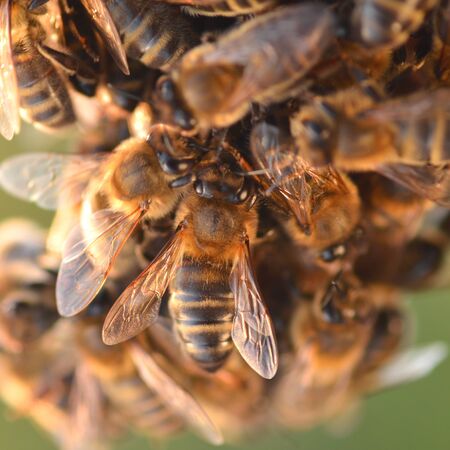 closeup of bees on honeycomb in the autumnの写真素材