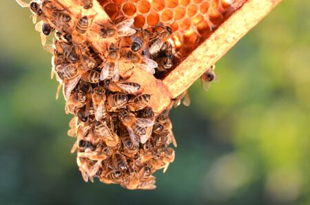 bees on honeycomb in the autumn