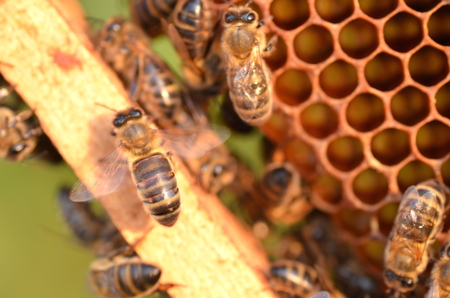 bees on honeycomb in the autumn